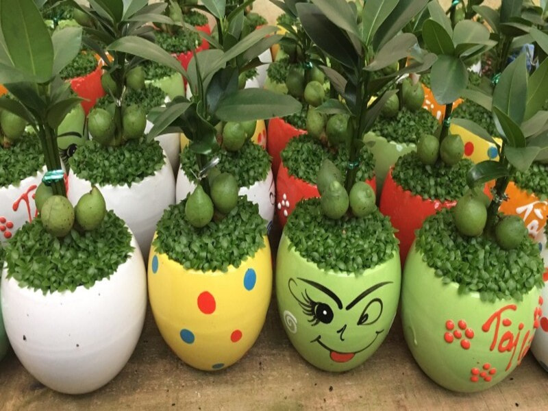 Cây tài lộc phong thuỷ