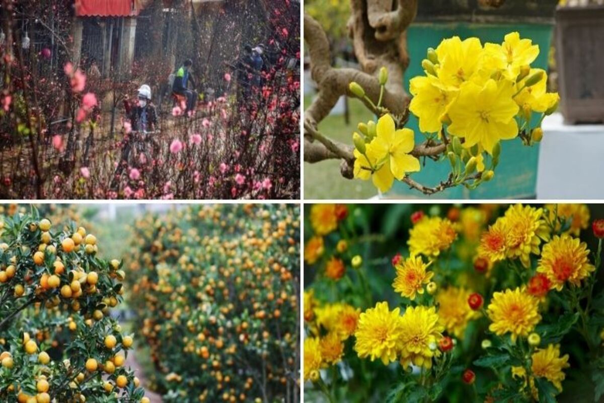 Top 15 loài hoa ngày Tết để hút may mắn, tài lộc cả năm